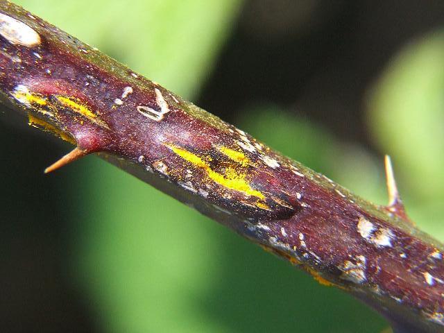 Kuehneola uredinis Pale Blackberry Rust Pucciniomycota Images
